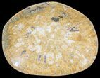 Polished Fossil Coral (Actinocyathus) Dish - Morocco #53780-1